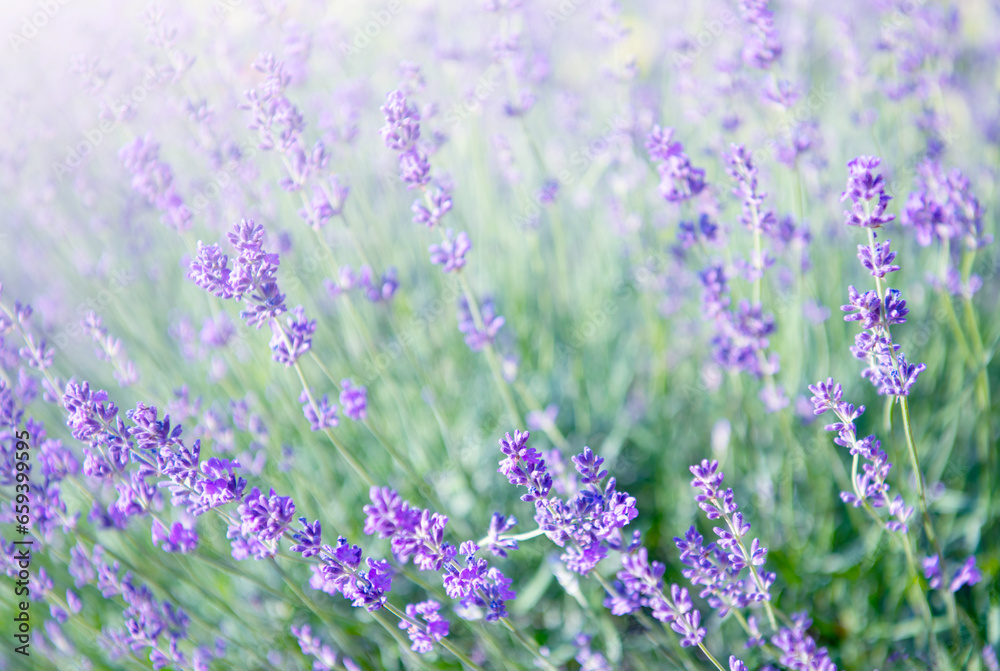 Obraz premium Selective and soft focus on lavender flower, beautiful lavender flower in summer
