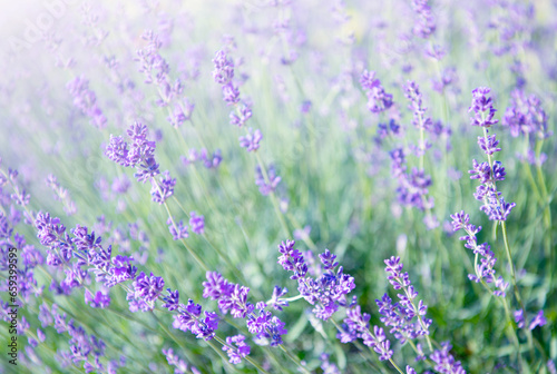 Selective and soft focus on lavender flower  beautiful lavender flower in summer