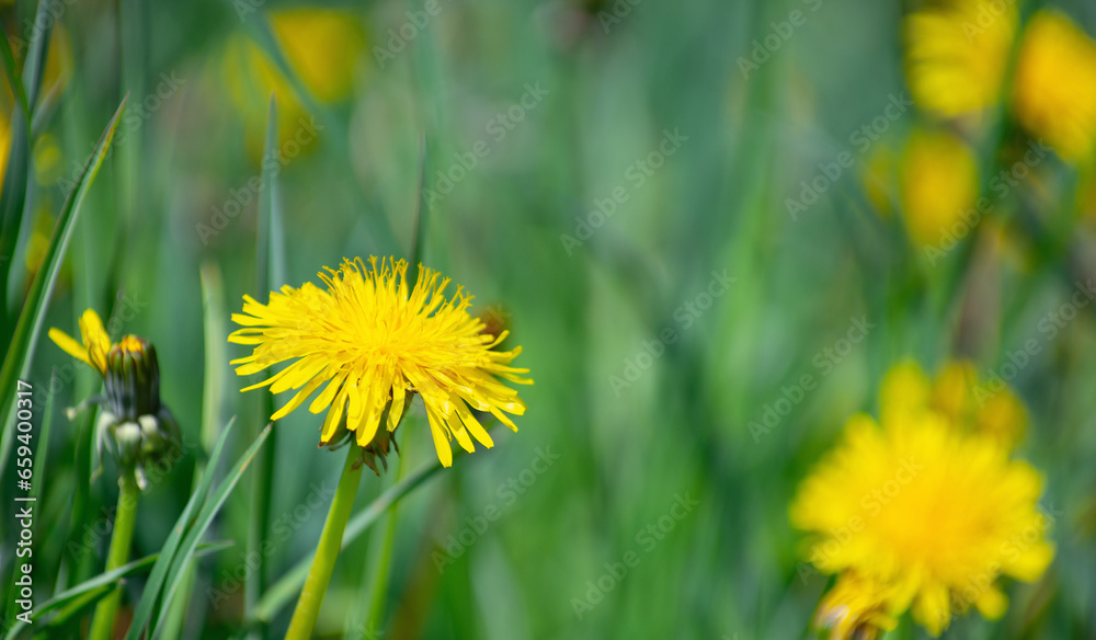 Dandelion on a green meadow Dandelion on a green meadow