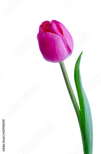 Pink tulip flower isolated on white background © nata777_7