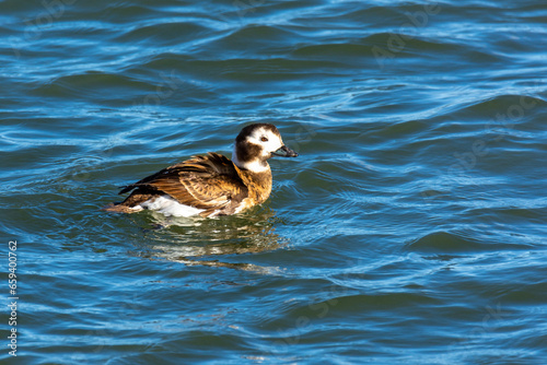 Portrait of female of the long-tailed duck (Clangula hyemalis), oldsquaw - brown-white duck in sea