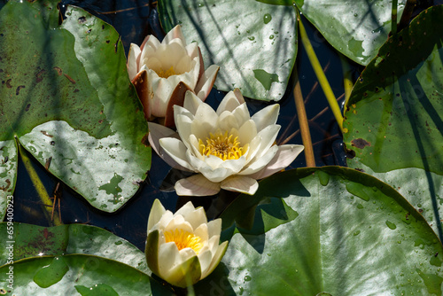 Beautiful white waterlilies among green leaves in a lake