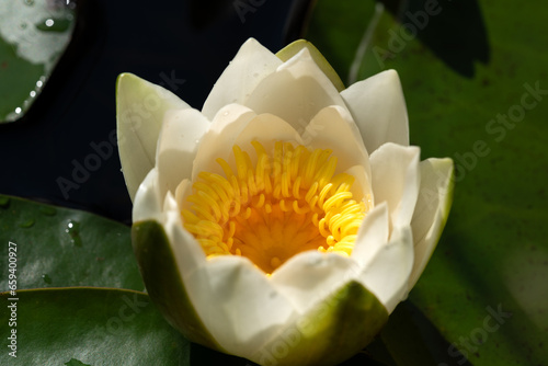 Close up of a white water lily among green leaves in a lake