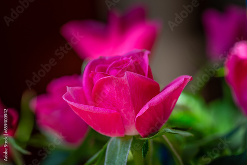 Close up of a beautiful pink rose