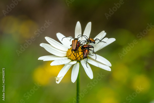 Several beetles sharing the same Marguerite flower