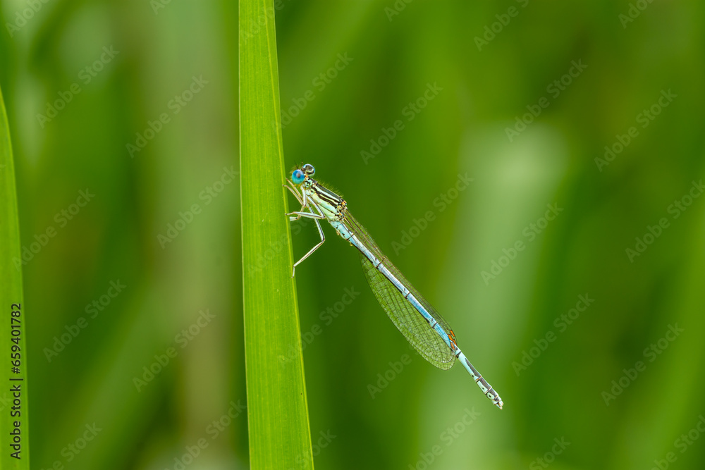 Macro of a male of the white-legged damselfly or blue featherleg (Platycnemis pennipes) - blue small damselfly
Macro of a male of the white-legged damselfly or blue featherleg (Platycnemis pennipes) - blue small damselfly