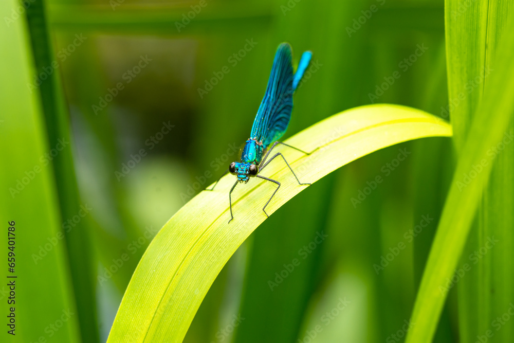 Macro of the beautiful demoiselle (Calopteryx virgo) , a blue damselfly
