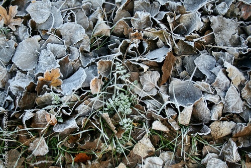 Hoarfrost on leaves in a winter garden