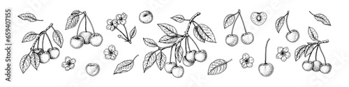 Cherry berries, brach and blossom set in sketch style. Engraving vector illustration. Hand drawn sour fruit. Botanical line art