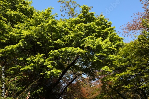 Japanese maple fresh spring leaves