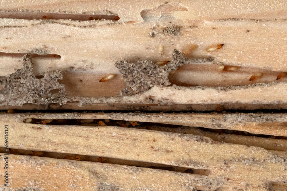 Group of the small termite destroy timber, termites eat wood and destroy buildings Group of the small termite destroy timber, termites eat wood and destroy buildings
