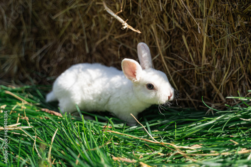 dwarf rex rabbit sitting on a green grass on a sunny day before Easter