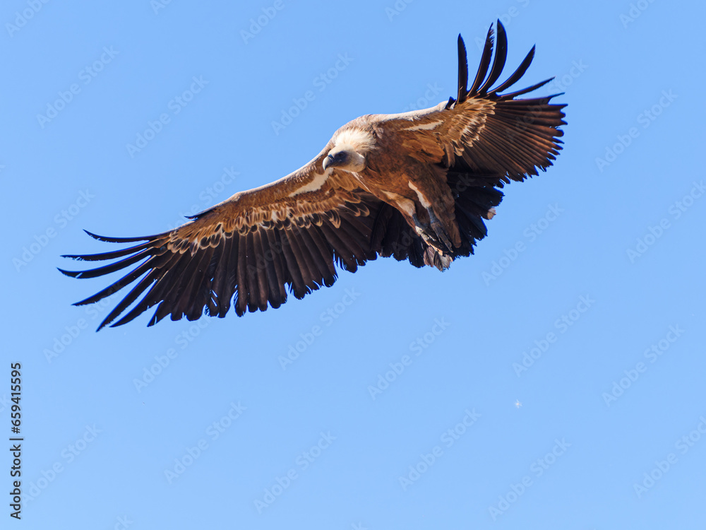 Fototapeta premium Griffon vultures (Gyps fulvus) group flying in misty conditions in Spanish Pyrenees, Catalonia, Spain, April. This is a large Old World vulture in the bird of prey family Accipitridae.