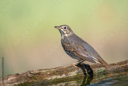 robin on a branch