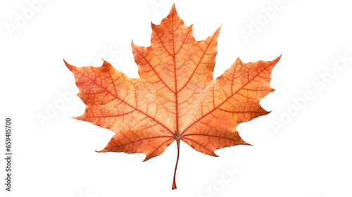 Orange maple leaves isolated on transparent background. Generative Ai