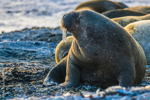 Walrus on a beach in the arctic