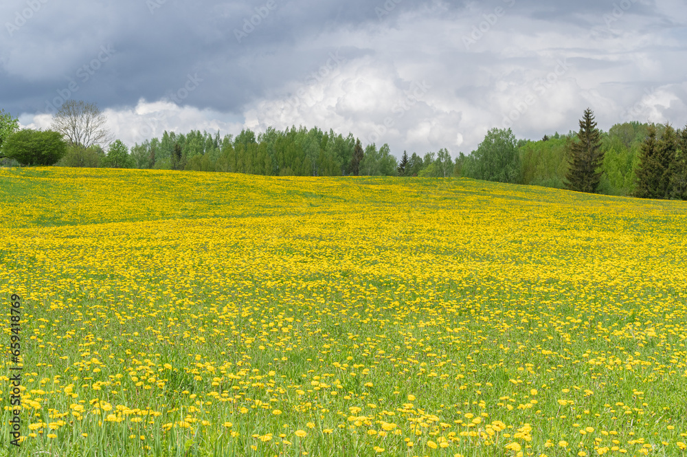 Spring landscape with green and yellow blooming fields and hills on cloudy day. Forest in background on the horizon
