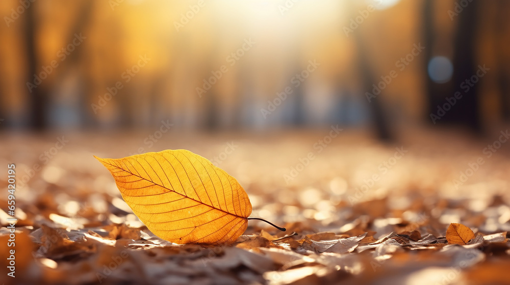 autumn background. yellow leaf in autumn park on a blurred sky background