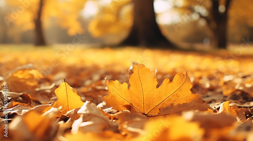 autumn yellow leaves of oak tree in autumn park