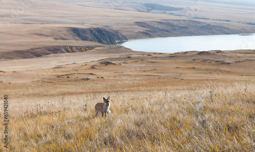 Fotografie Cute wild red fox on a steppe meadow with yellow grass of Olkhon Island on the shore of Lake Baikal on a warm October day