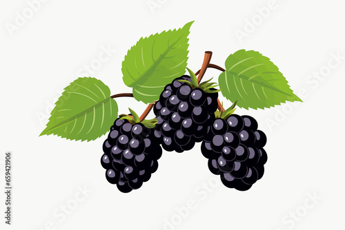 Blackberry vector flat minimalistic isolated vector style illustration