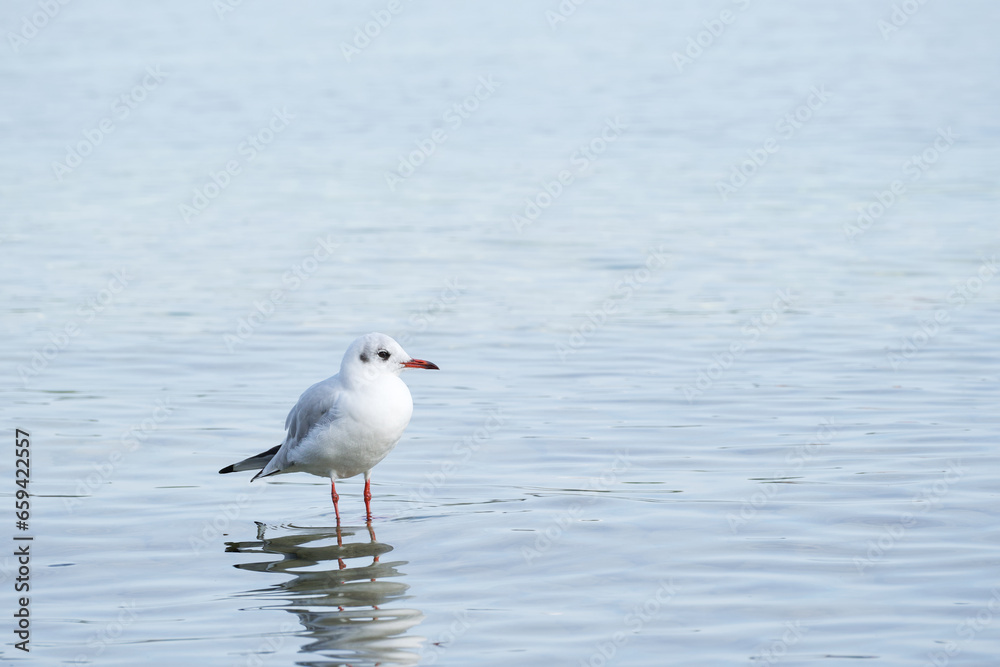 white seagull is standing in shallow water white seagull is standing in shallow water