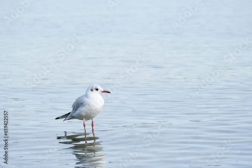 white seagull is standing in shallow water