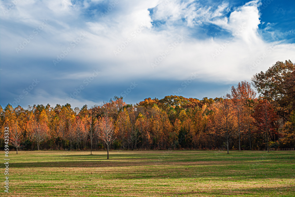 Field of Autumn Trees