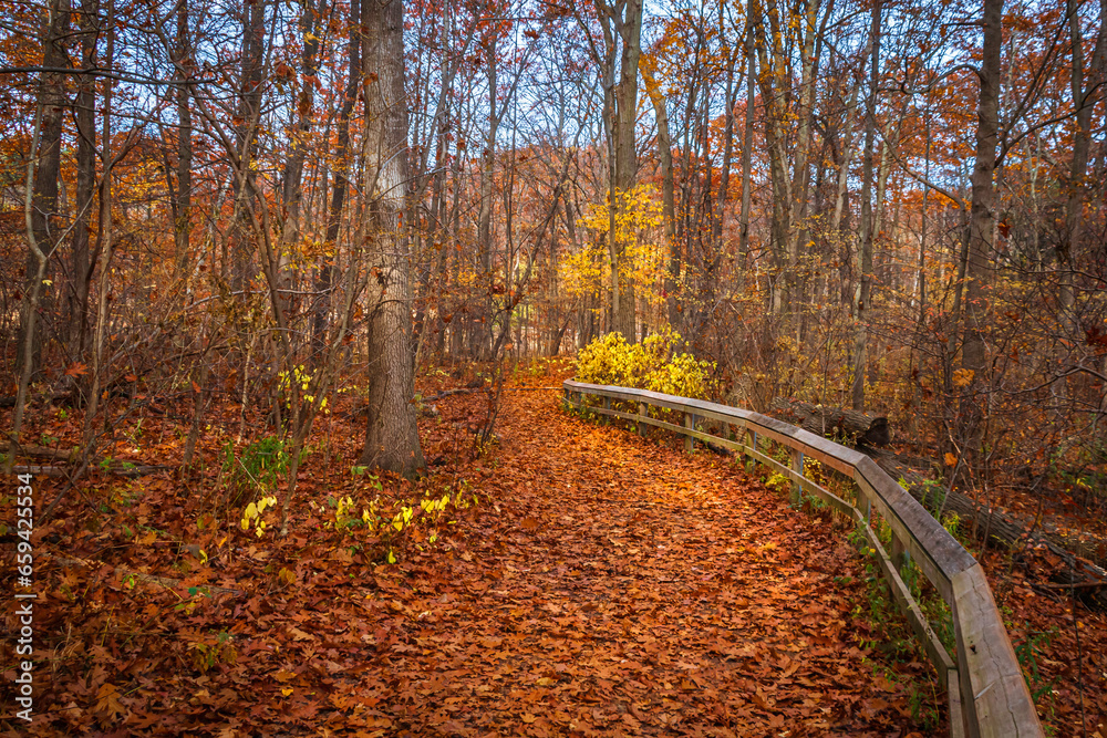 Fototapeta premium Beautiful autumn scene with brightly coloured trees, path in the autumn forest, Canadian fall
