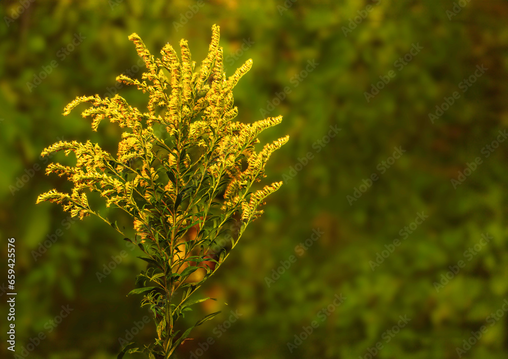 Yellow ragweed blooms in the meadow, shallow depth of field, allergic plant, allergy season Yellow ragweed blooms in the meadow, shallow depth of field, allergic plant, allergy season