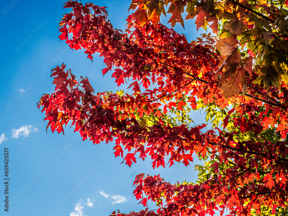 Bright maple tree fall leaves against a blue sky Bright maple tree fall leaves against a blue sky