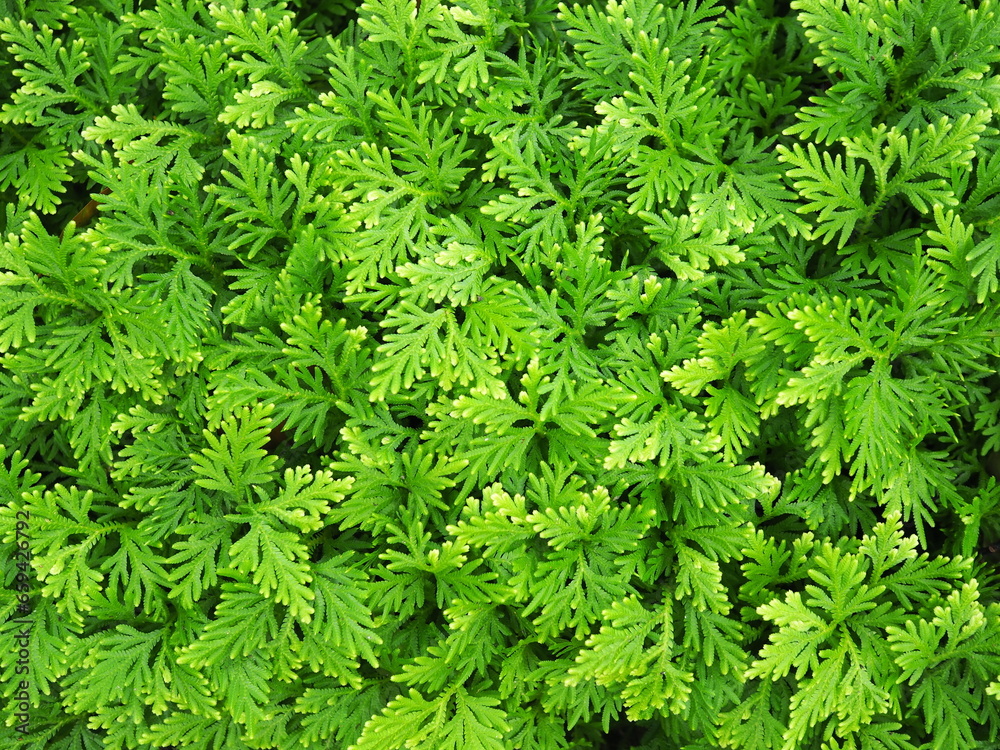 Selaginella kraussiana (Trailing Selaginella) is a ground cover plant