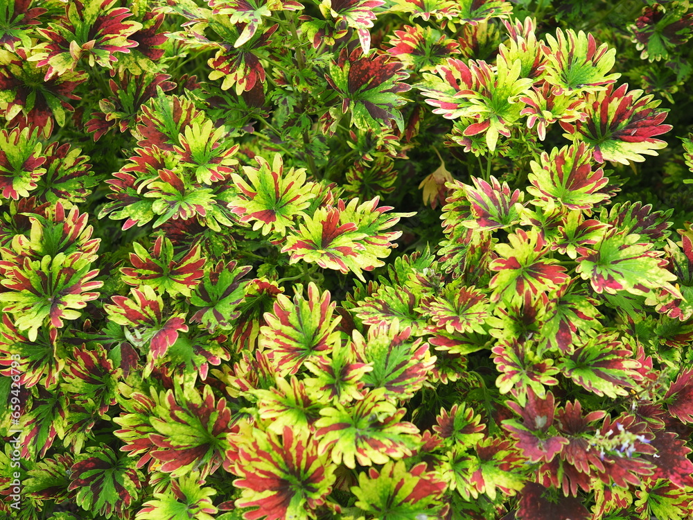 Coleus (Coleus blumei), green-yellow-red in the garden. Coleus is a small ornamental plant with brightly colored leaves. Suitable for planting in gardens or in the sunny outdoors. Serrated leaf edges
Coleus (Coleus blumei), green-yellow-red in the garden. Coleus is a small ornamental plant with brightly colored leaves. Suitable for planting in gardens or in the sunny outdoors. Serrated leaf edges