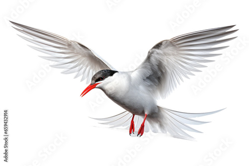 Tern isolated on transparent background  Generative Ai