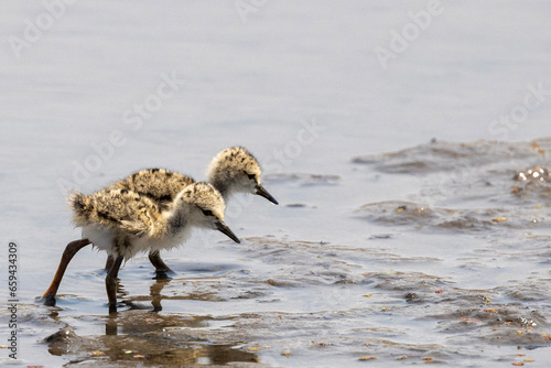 Beautiful tiny Black-winged Stilt chicks (Rooipootelsie) at Marievale Bird Sanctuary photo