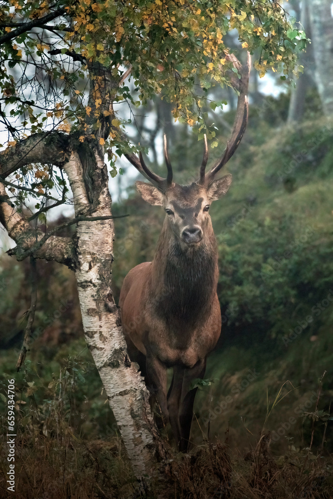 Red deer stag - Cervus Elaphus - standing near a birch tree in a foggy autum environment, Italian Alps, Monvio natural Park.