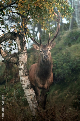 Obraz na płótnie Red deer stag - Cervus Elaphus - standing near a birch tree in a foggy autum environment, Italian Alps, Monvio natural Park. w salonie
