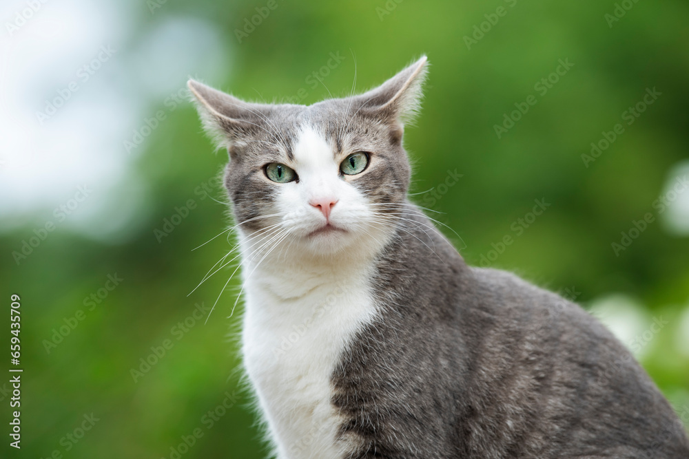 Young tabby cat in nature background