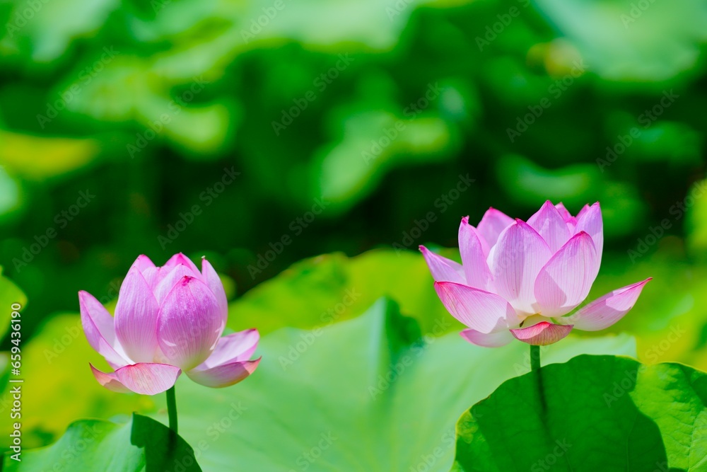 ハスの花 ハスの花