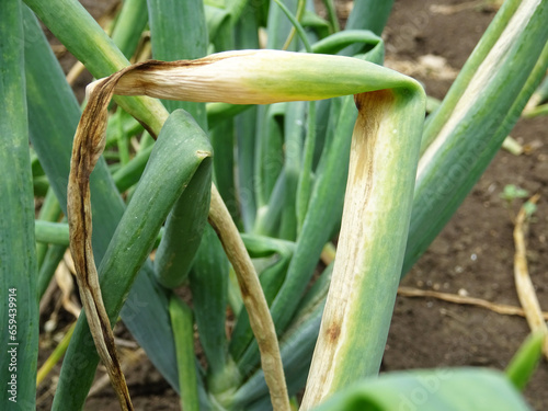 Downy mildew of onion, in natural conditions. growing onions in the field close-up