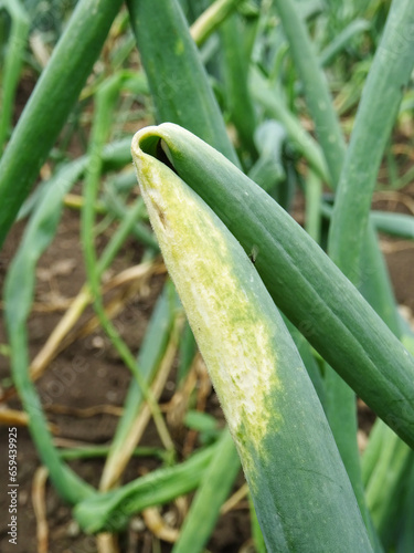 Downy mildew of onion, in natural conditions. growing onions in the field close-up