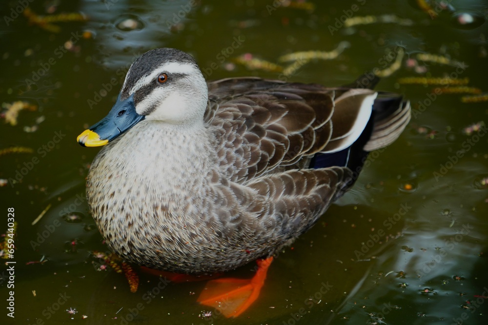 Obraz premium カルガモ