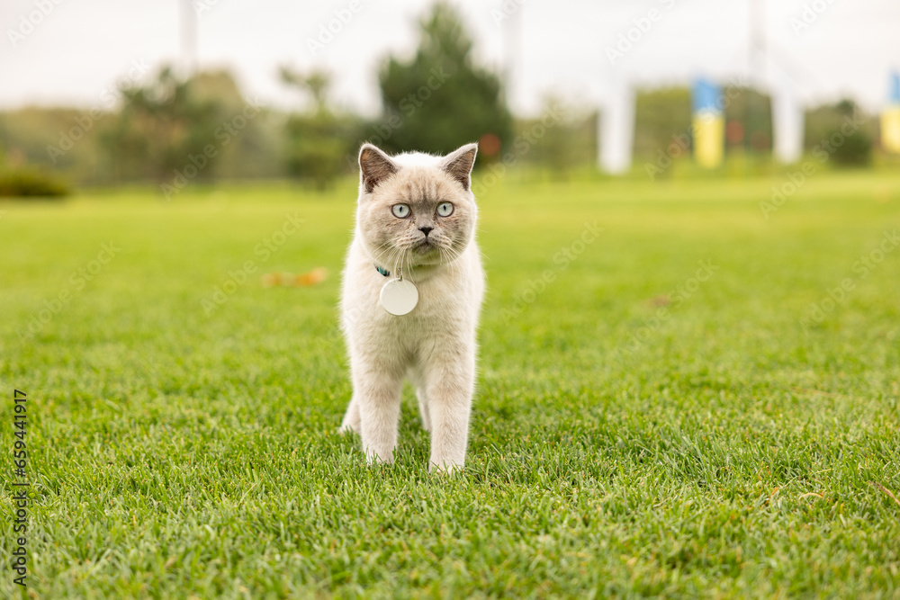 Portrait of Cat with blue eyes in the garden. cat with blue eyes is on a walk on green grass. Portrait of Cat with blue eyes in the garden. cat with blue eyes is on a walk on green grass.