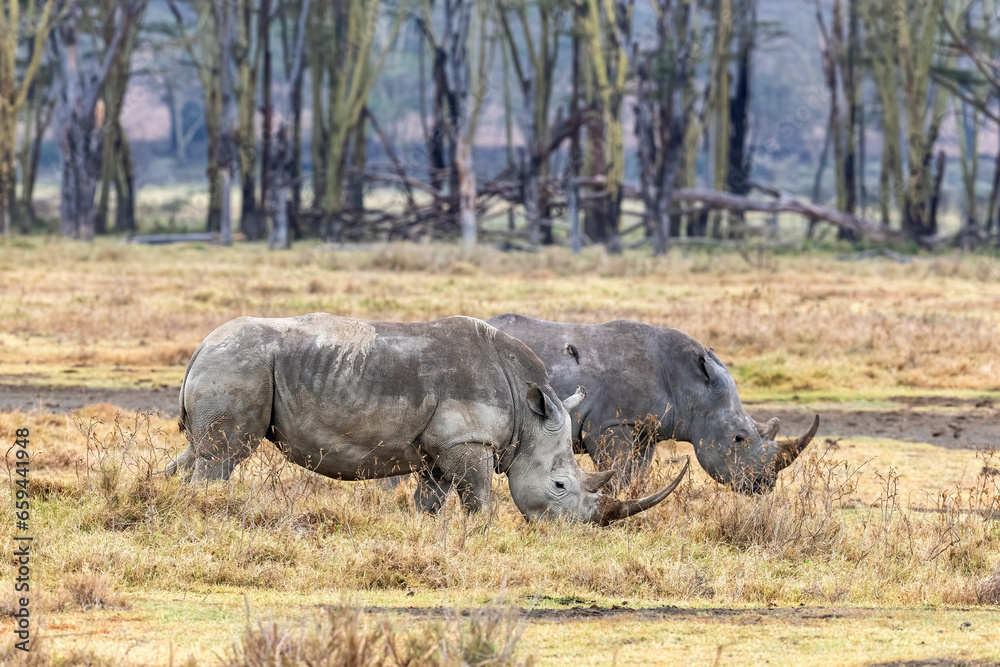 Two adult white rhinos in Lake Nakuru National Park, Kenya. Side view of square-lipped rhinoceros. Two adult white rhinos in Lake Nakuru National Park, Kenya. Side view of square-lipped rhinoceros.