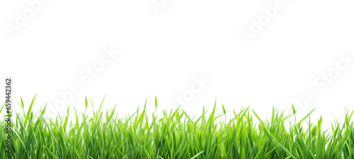 Fresh green grass field isolated on transparent background for montage product display, Png files