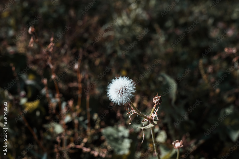 dandelion in the wind