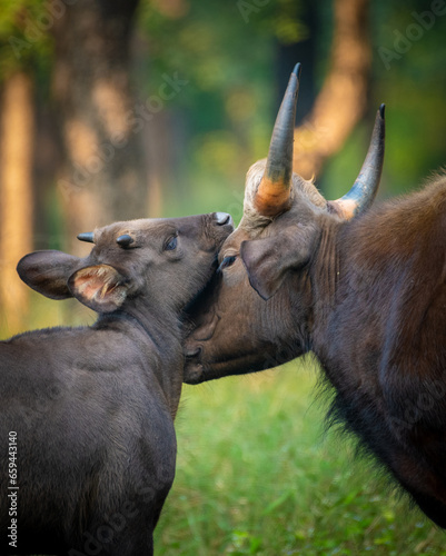 wild bison in the wild, Indian bison in the wild, Indian Gaur, photo