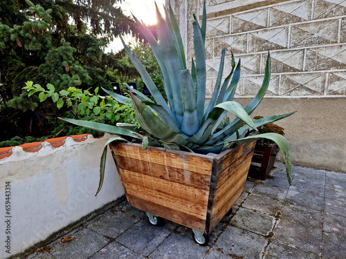 Fotografía agaves require a sunny, sheltered location