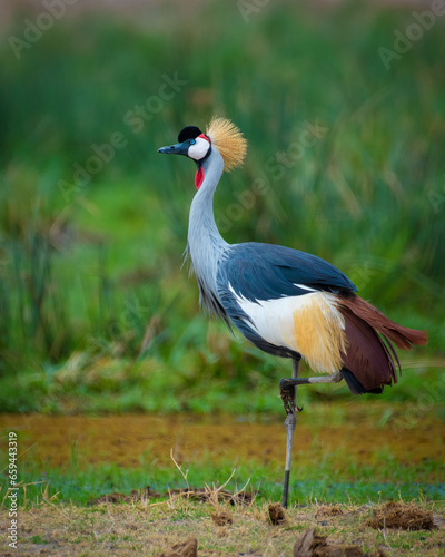 grey crowned crane, crowned crane balearica regulorum