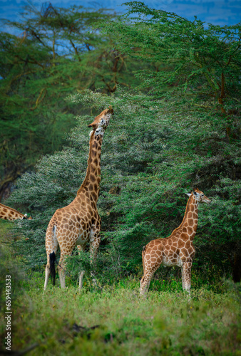 giraffe in the savannah  giraffe eating grass  giraffe in the wild